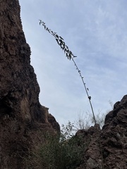 Horsfordia newberryi