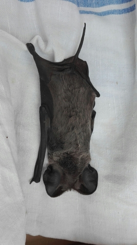 European Free-tailed Bat