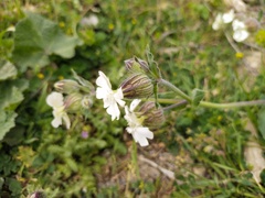 Silene latifolia