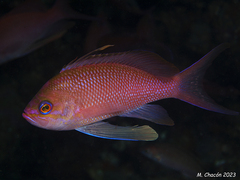 Anthias anthias