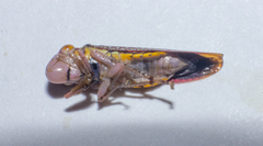 Proconiini