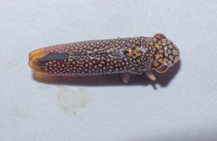 Proconiini