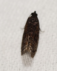 Cryptaspasma sordida