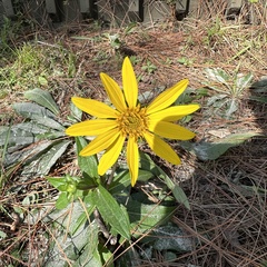 Silphium asteriscus