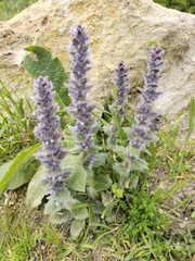 Ajuga orientalis