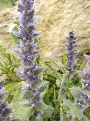 Ajuga orientalis