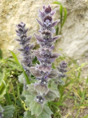Ajuga orientalis