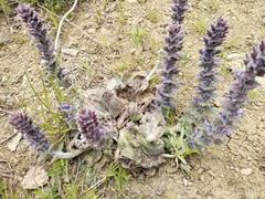 Ajuga orientalis