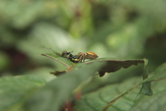 Salticidae