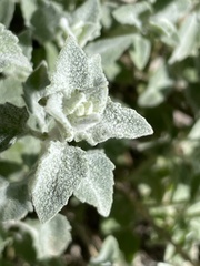 Brickellia nevinii