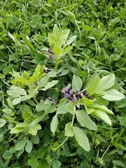Vicia narbonensis