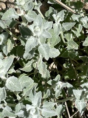 Brickellia nevinii