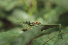 Salticidae