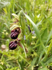 Ophrys mammosa