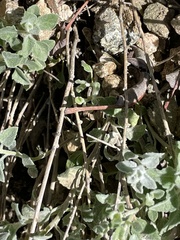 Brickellia nevinii