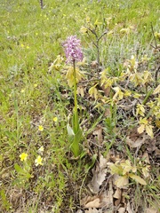Orchis simia