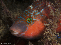 Symphodus mediterraneus