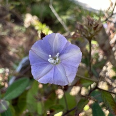 Jacquemontia pentanthos