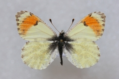 Anthocharis julia sulfuris