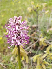 Orchis simia