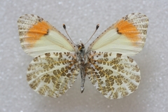 Anthocharis julia sulfuris