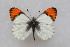 Anthocharis julia sulfuris