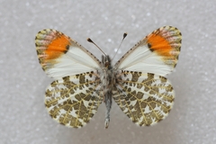 Anthocharis julia sulfuris