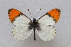 Anthocharis julia sulfuris
