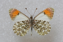 Anthocharis julia sulfuris
