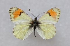 Anthocharis julia sulfuris