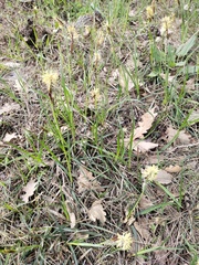 Carex digitata
