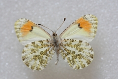 Anthocharis julia sulfuris