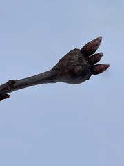 Zapatella quercusphellos