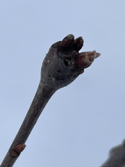 Zapatella quercusphellos