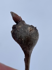 Zapatella quercusphellos