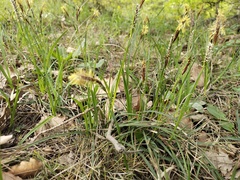 Carex digitata