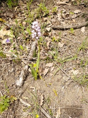 Orchis simia