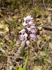 Orchis simia