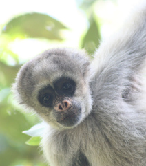 Brachyteles hypoxanthus