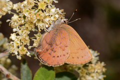 Callophrys augustinus iroides