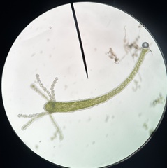 Hydra viridissima