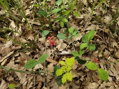 Lathyrus rotundifolius