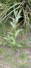Pterocaulon