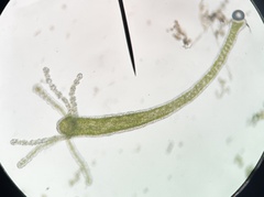 Hydra viridissima