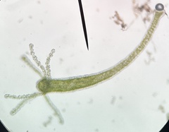 Hydra viridissima