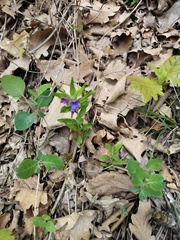 Aegonychon purpurocaeruleum