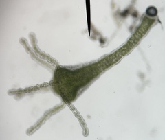 Hydra viridissima