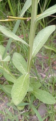 Pterocaulon