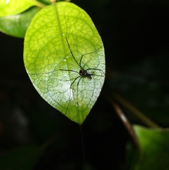 Pantopsalis phocator