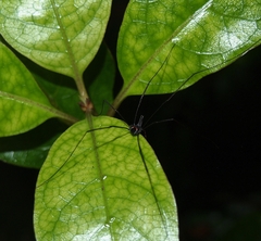 Pantopsalis phocator